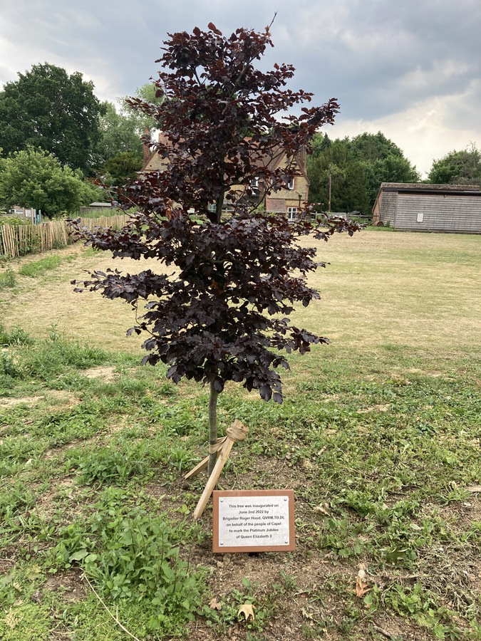 Jubilee Tree and Plaque in Capel